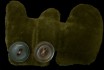 flavius b. buttoneye
