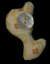 linda b. buttoneye